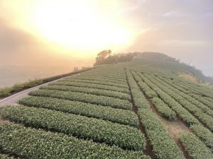 梅山茶畑